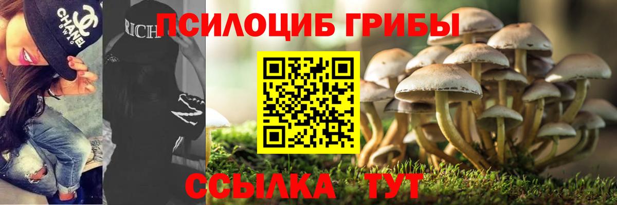 Псилоцибиновые грибы прущие грибы Губкинский